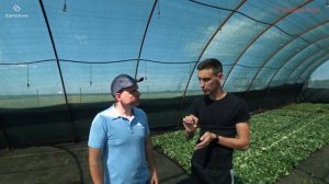 Схема питания клубники. Розыгрыш 100кг удобрений от ЕвроХим!