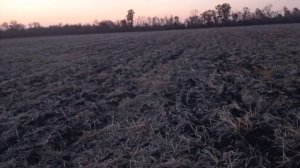 Подготовка пшеницы, калибровка, протравка. Посев озимой пшеницы 2021. Что снится поросятам!