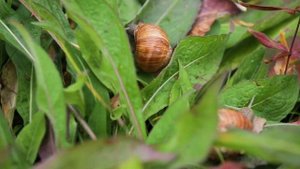 Кастинг Баженова. Рояль в кустах