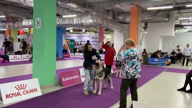 Сравнение ВЕО кобели открытый класс СКОР « кубок скор 2021» смотреть онлайн