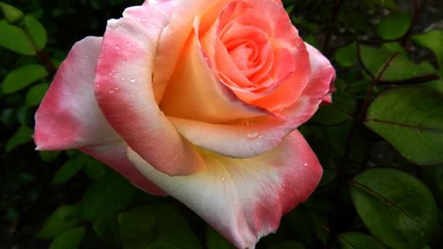 Самые крутые русские песни и цветы в отличном качестве смотреть онлайн