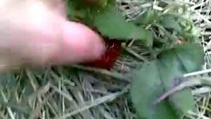 Клубника Пурпурное чудо и Геркулес