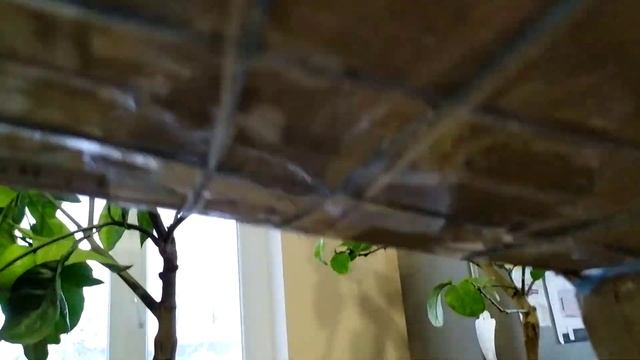 Мандарин Ковано Васе , Лимон Маер , Мурайя и Понцырус Трифолиата .... смотреть онлайн