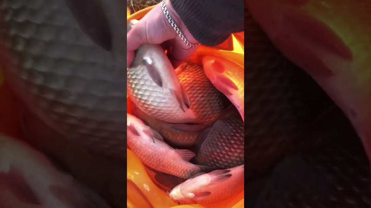 РЕЗУЛЬТАТ ночной РЫБАЛК КРУПНЫЙ КАРАСЬ смотреть онлайн