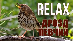 ДРОЗД ПЕВЧИЙ, ПЕНИЕ ПОД ШУМ РЕКИ — УНИКАЛЬНЫЕ ЗВУКИ ПРИРОДЫ ДЛЯ РАСЛАБЛЕНИЯ!