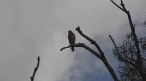 2020.07.27. Золотой Щит