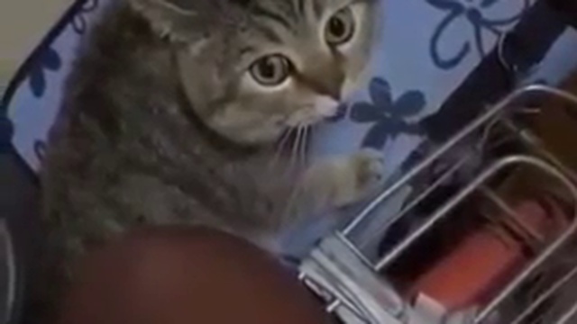 Разговорчивый кот смотреть онлайн