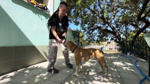 Первое занятие с кинологом! Базовые упражнения на дом! Любава уставшая, но довольная!