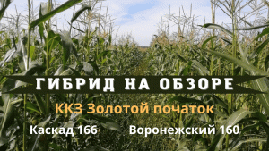 ГИБРИД НА ОБЗОРЕ ВОРОНЕЖСКИЙ 160 и КАСКАД 166 (ЧУВАШИЯ-ИЮЛЬ 2022)