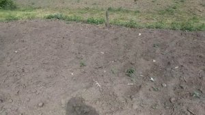 Огород после горчицы седераты сидерат горчица