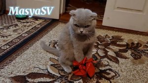 КОШКИ В ТАПКАХ. ОЧЕНЬ СМЕШНО. ЭКСПЕРИМЕНТ УДАЛСЯ.