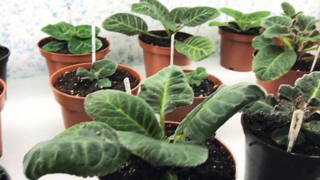 Глоксинии через 2 недели после посадки смотреть онлайн