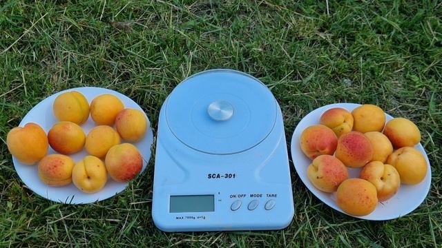 Абрикос з кісточки. смотреть онлайн