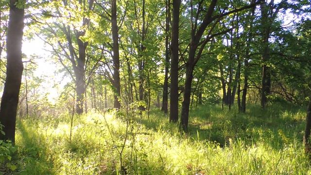 Нижняя часть Днепра, с.Николаевка, плавневый лес смотреть онлайн