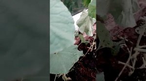 Как правильно пасынковать и выращивать дыни на Урале в теплице из поликарбоната