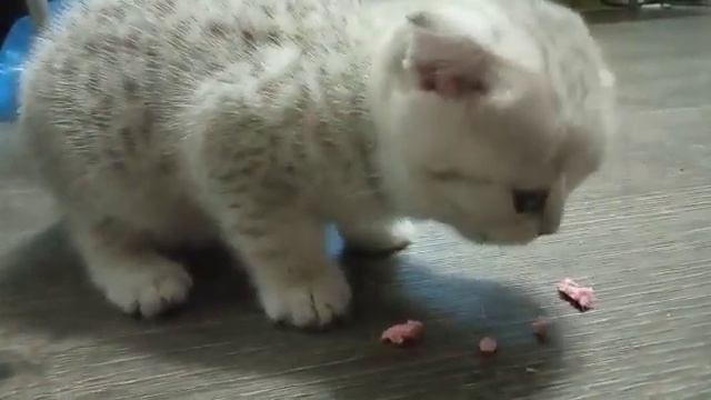 чем кормить котёнка 1.5 месяца ??? смотреть онлайн