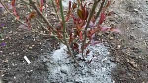 Подкормка роз древесной золой, Киев 21. 04. 2022