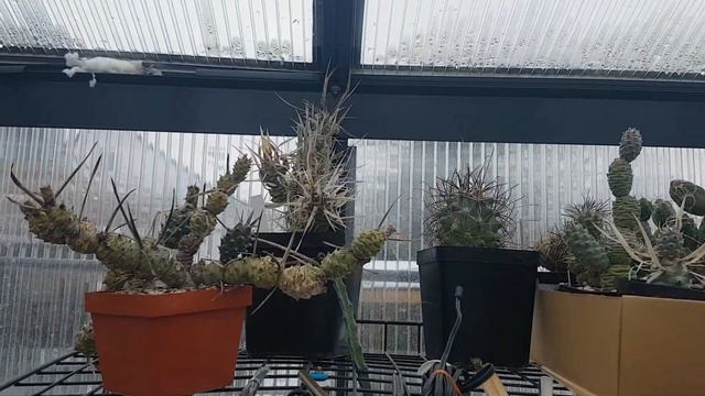 Как зимуют мои кактусыуже лезут бутоны.Литопсы меняют листья.Cacteen.54