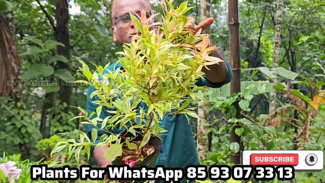 ദേ..പിന്നേം വന്നിരിക്കുന്നു നിങ്ങൾ ആഗ്രഹിച്ച എല്ലാത്തരം ചെടികളും|Indoor/ outdoor/Flowering plants 🌺