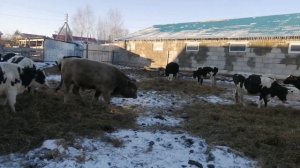 Нетели зимой. Холодное содержания помесных нетелей.
