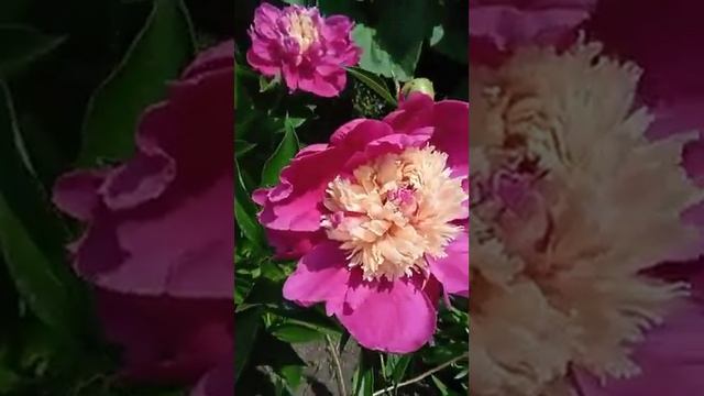 лето, у нас цветёт пион, 15 июня 2021 смотреть онлайн