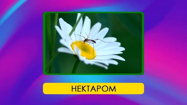 Детский Квиз про животных // Детская викторина смотреть онлайн