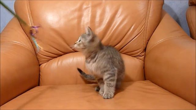 Британские котята.Питомник Ростов на Дону