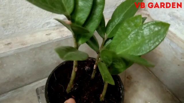 Top 12+ common Indoor permanent plants of my garden with names and price