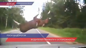 Лоси на дорогах