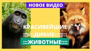 КРАСИВЕЙШИЕ ДИКИЕ ЖИВОТНЫЕ