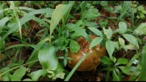 За ГРИБАМИ. Собираем Белые Грибы. Встреча с Ёжиком? Приморский край.