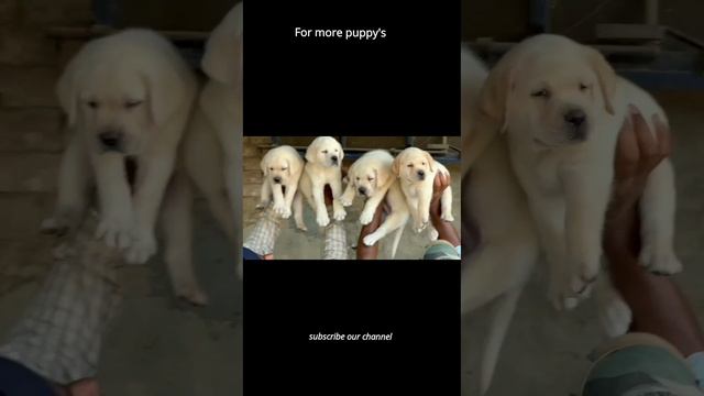 lab puppies for sale / ph;9701633781 / for more puppies subscribe our channel смотреть онлайн