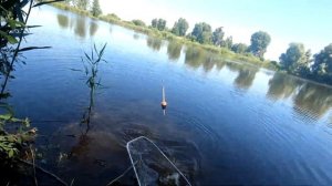 Толстолоб на ТЕХНОПЛАНКТОН в жару на самодельную оснастку