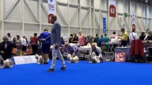 27.08.2023  World Dog Show 2023 (Чемпионат мири 2023, ши-тцу кобели юниоры).