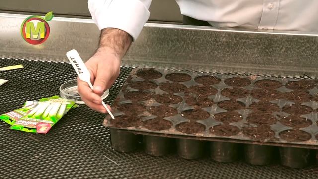 ЛУК ПОРЕЙ "Добрый Молодец". Посадка и выращивание в 2021 году. смотреть онлайн