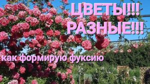 Цветы!  Розы. Гортензии. Формирование фуксии.