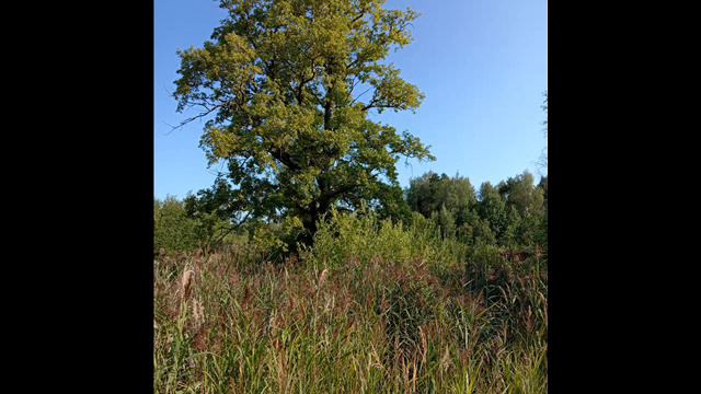 Моцарт Ночная Серенада смотреть онлайн