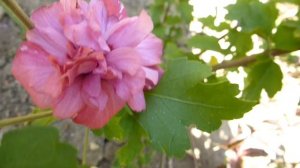 Гибискус сирийский махровый.