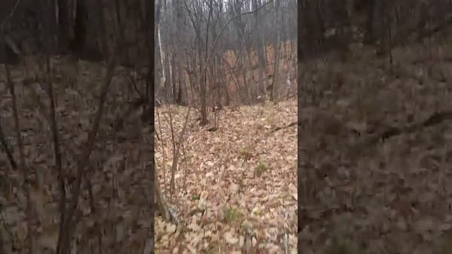 Стадо кабанов смотреть онлайн