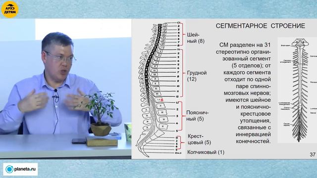 Вячеслав Дубынин: "Спинной мозг" (Лекция 16)