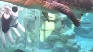 Экстрим в бассейне с крокодилами