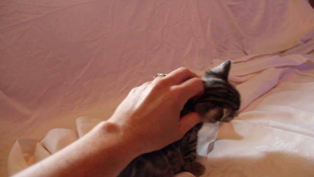 Silver F1 Bengal plays with Weimaraner смотреть онлайн