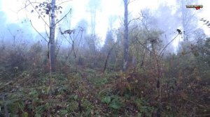 Осенняя ОХОТА НА РЯБЧИКА. Рябчик в октябре.