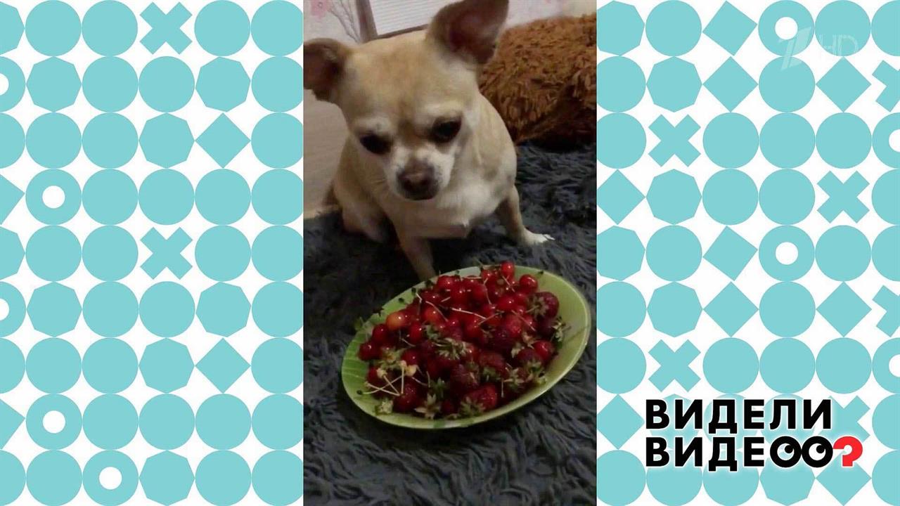 Чихуахуа стережет черешню. Видели видео? Фрагмент выпуска от 11.10.2020