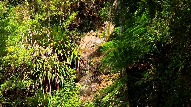 Rainforest Relaxation Video 3 Hours in HD смотреть онлайн