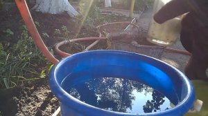 Фосфорное голодание растений Маточный раствор двойного суперфосфатаPhosphorus starvation in plant