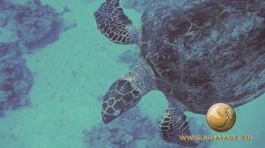 Черепаха в Египте. Красное море г. Сафага. Дайвинг центр Русафага.