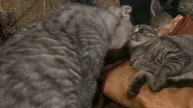 #шотландскиевислоухиекотики#у Барсика появилась подружка Машка! знакомство! смотреть онлайн