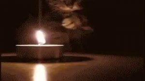 Выйду ночью в кухню с котом