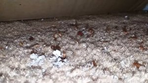 10 самых волосатых насекомых